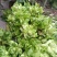 【精品】儿菜大量上市中新鲜一手货源可视频看货量大从优