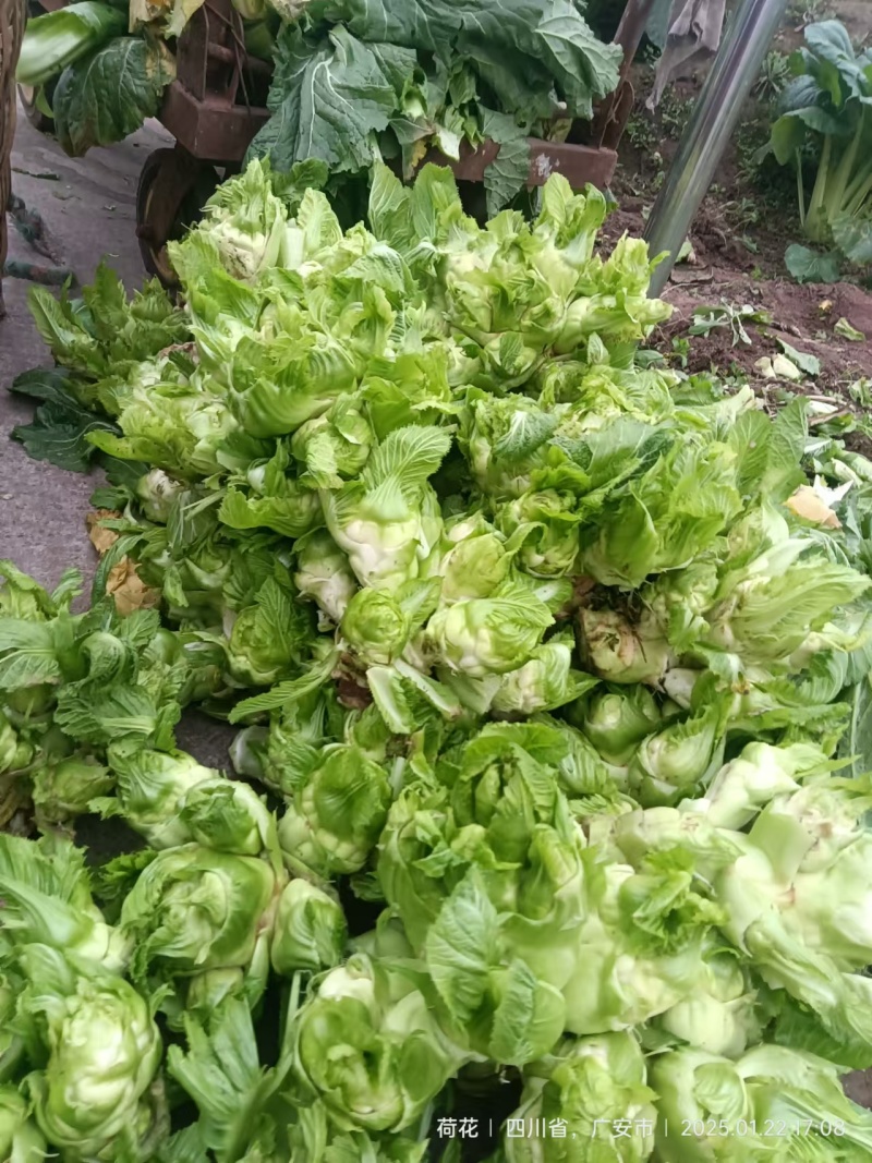 【精品】儿菜大量上市中新鲜一手货源可视频看货量大从优