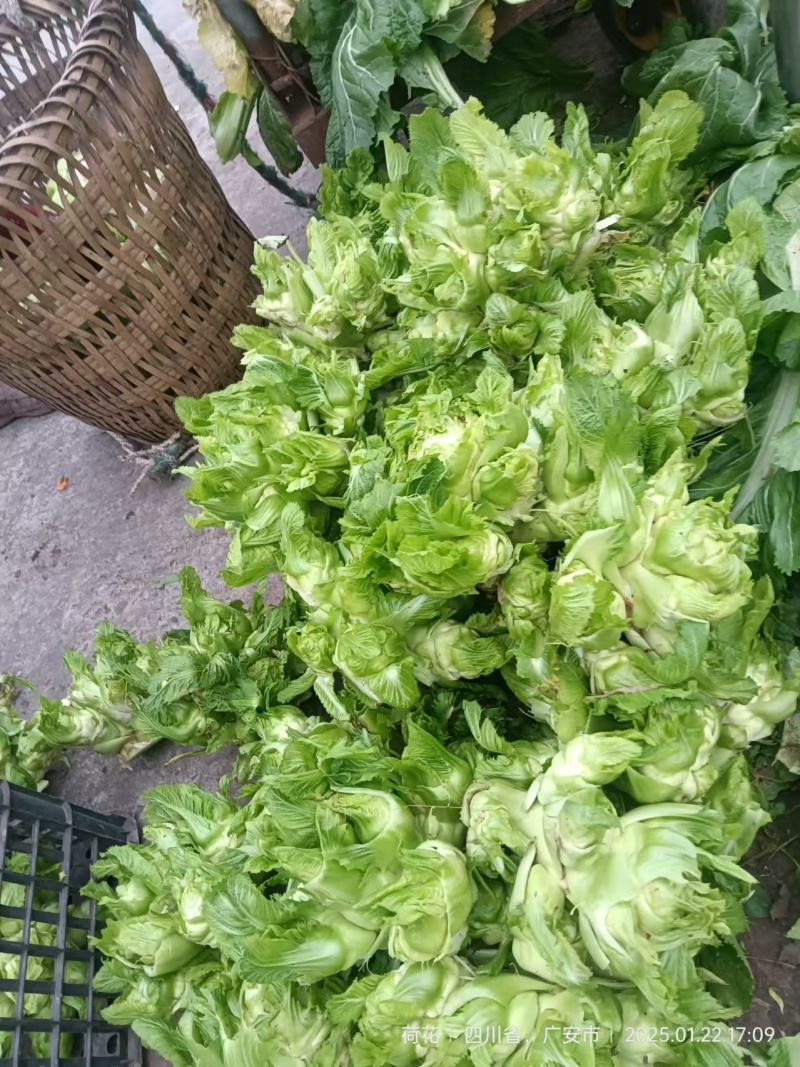 【精品】儿菜大量上市中新鲜一手货源可视频看货量大从优