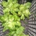 【精品】儿菜大量上市中新鲜一手货源可视频看货量大从优
