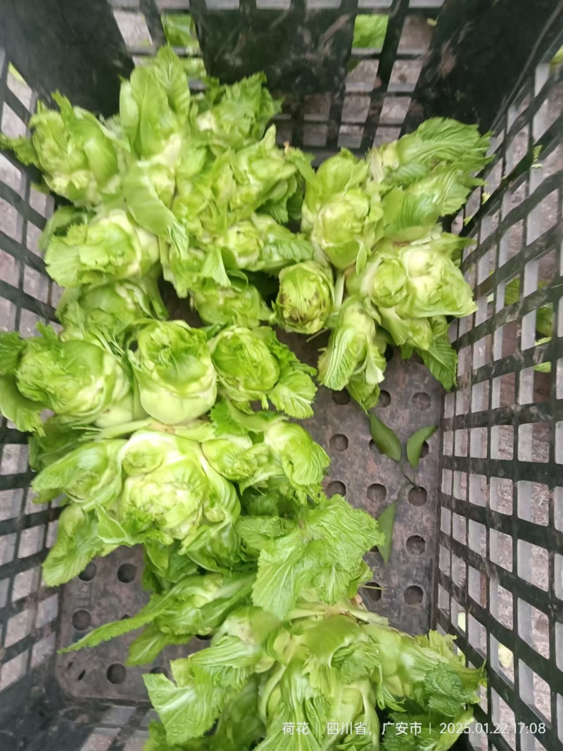 【精品】儿菜大量上市中新鲜一手货源可视频看货量大从优