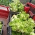 【精品】儿菜大量上市中新鲜一手货源可视频看货量大从优