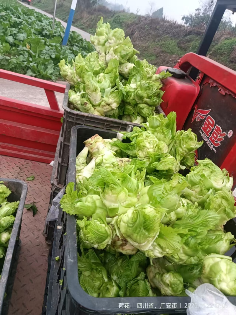 【精品】儿菜大量上市中新鲜一手货源可视频看货量大从优