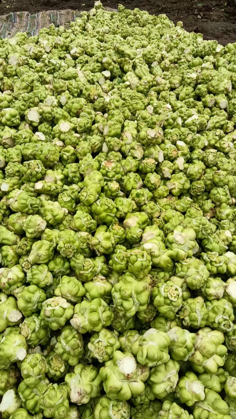【精品】儿菜大量上市中新鲜一手货源可视频看货量大从优