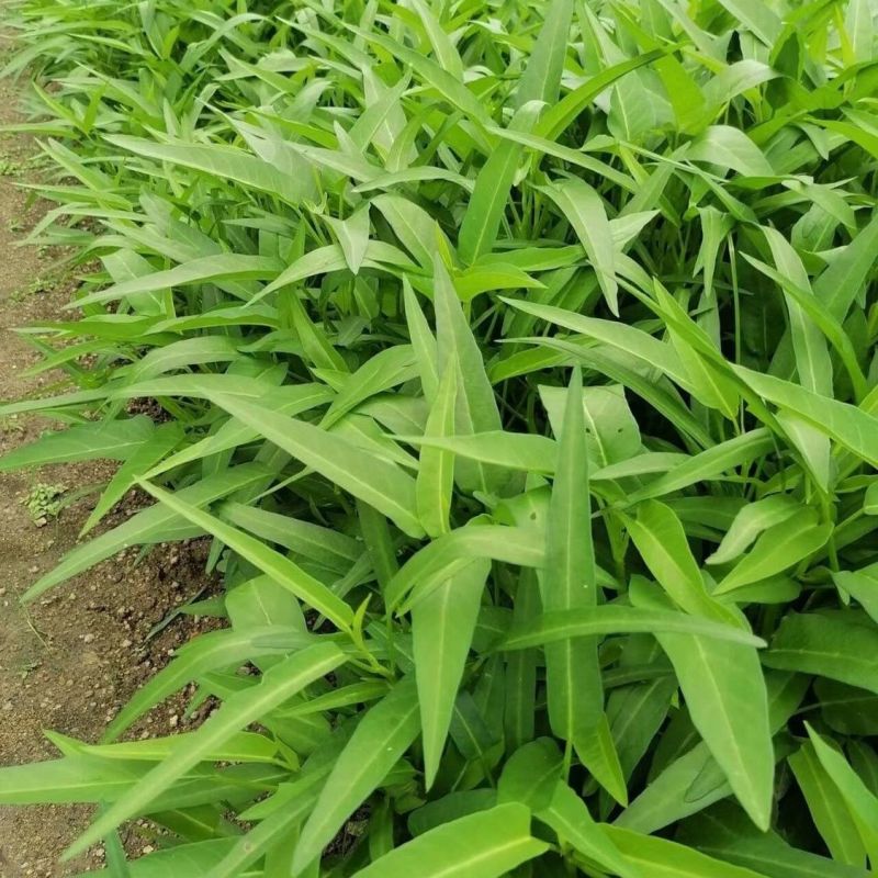 鑫飞机泰国竹叶空心菜种子茎干青绿色耐热耐湿适应性强