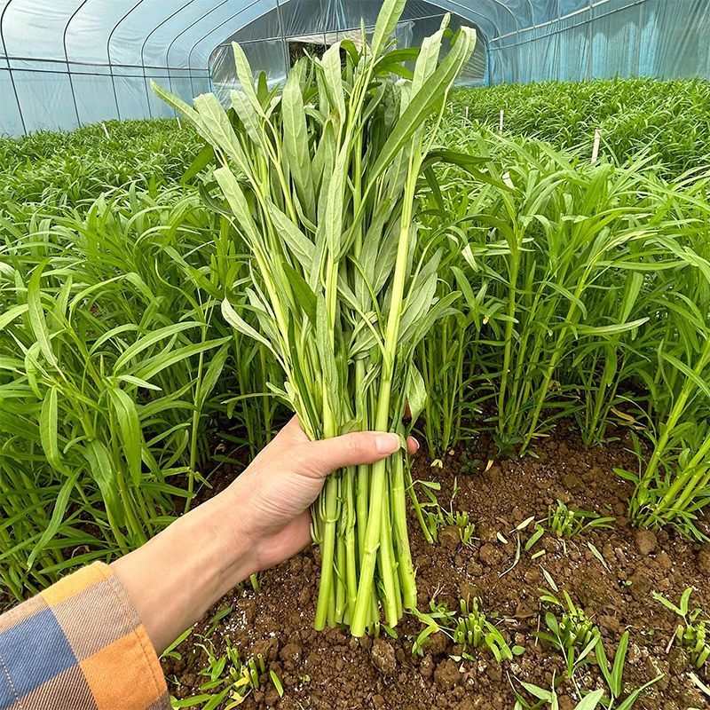 鑫飞机泰国竹叶空心菜种子茎干青绿色耐热耐湿适应性强