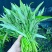 鑫飞机泰国竹叶空心菜种子茎干青绿色耐热耐湿适应性强