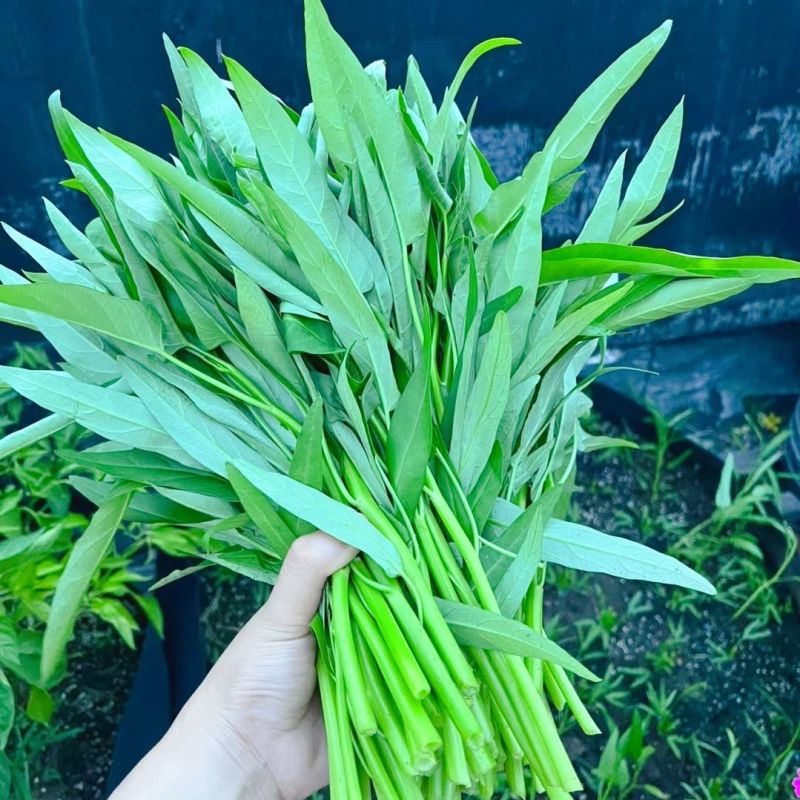 鑫飞机泰国竹叶空心菜种子茎干青绿色耐热耐湿适应性强