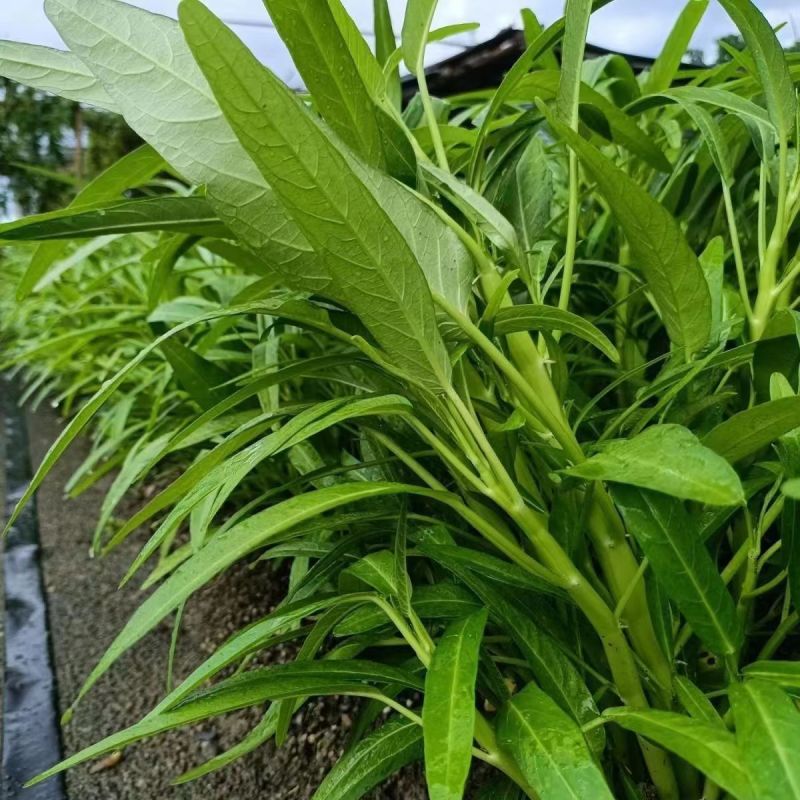 鑫飞机泰国竹叶空心菜种子茎干青绿色耐热耐湿适应性强