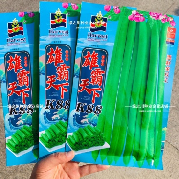 黑籽金豆王小金豆种子雄霸架豆天下K88小嫩豆种籽春秋四季