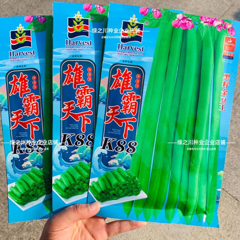 黑籽金豆王小金豆种子雄霸架豆天下K88小嫩豆种籽春秋四季