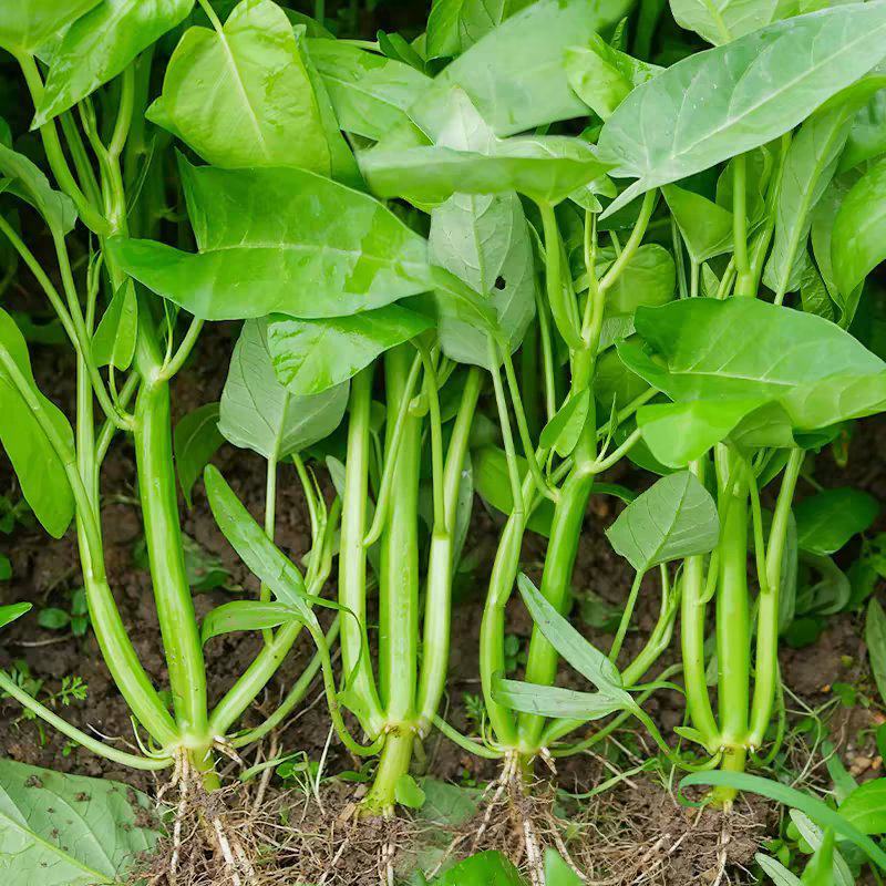 金盛达三叉空心菜种子春夏秋季播种旱地水地高产蕹菜蔬菜种籽