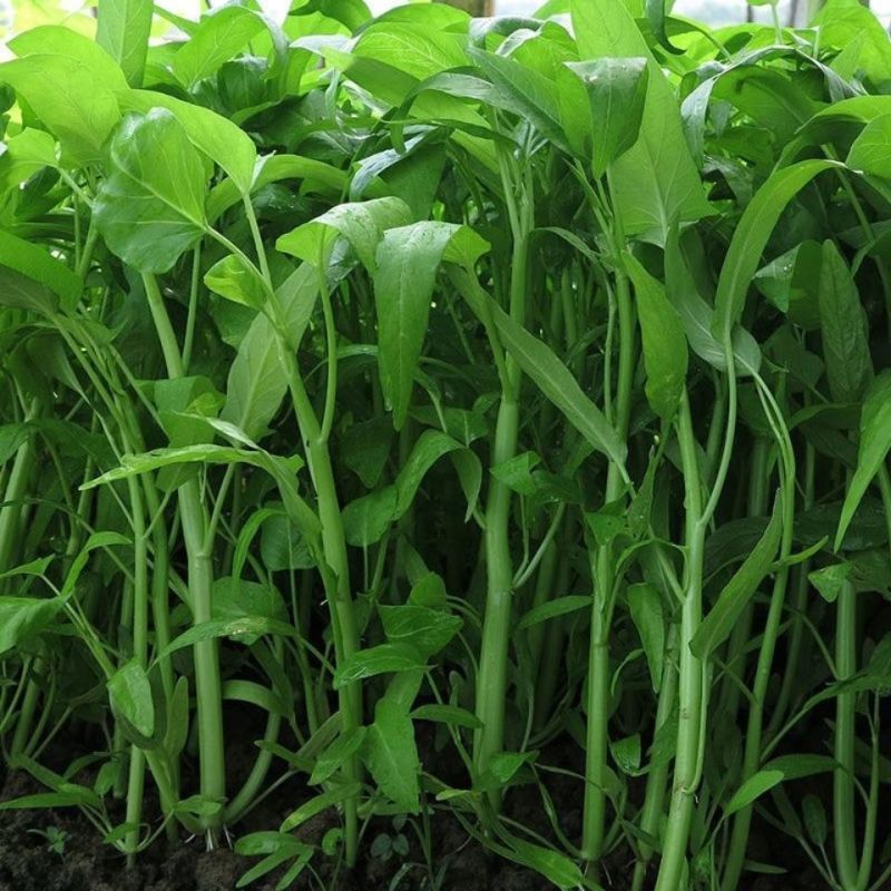 金盛达三叉空心菜种子春夏秋季播种旱地水地高产蕹菜蔬菜种籽