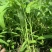 金盛达三叉空心菜种子春夏秋季播种旱地水地高产蕹菜蔬菜种籽