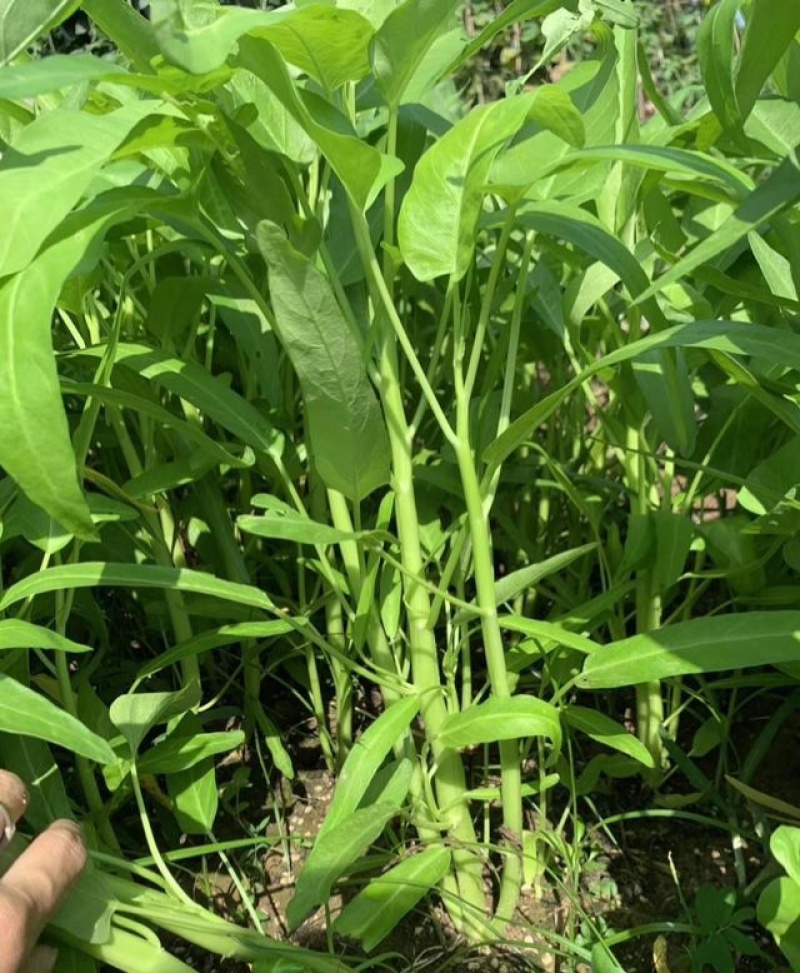 金盛达三叉空心菜种子春夏秋季播种旱地水地高产蕹菜蔬菜种籽