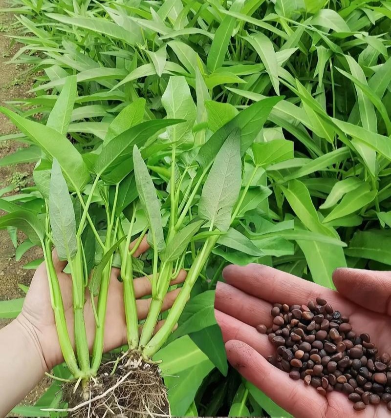 金盛达三叉空心菜种子春夏秋季播种旱地水地高产蕹菜蔬菜种籽