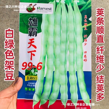 白花四季豆高产早熟菜豆
