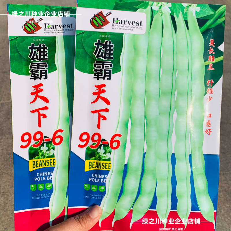 白花四季豆高产早熟菜豆