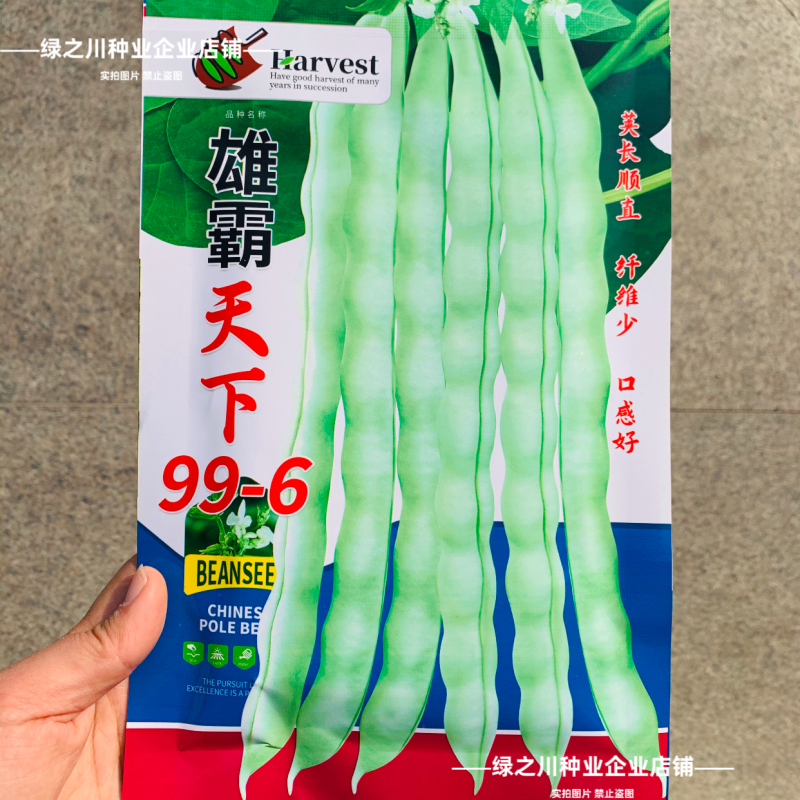 白花四季豆高产早熟菜豆