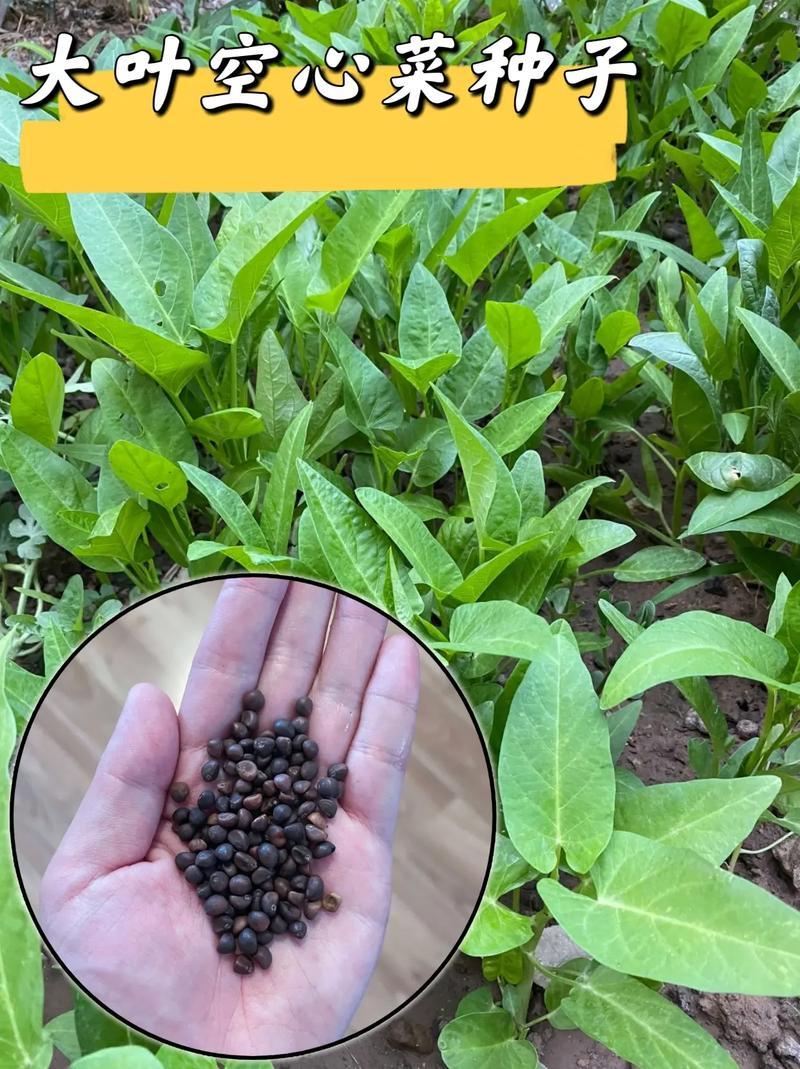 脆嫩青梗大叶空心菜种子圆叶空心菜柳叶大棚阳台盆栽四季蔬菜