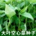 脆嫩青梗大叶空心菜种子圆叶空心菜柳叶大棚阳台盆栽四季蔬菜