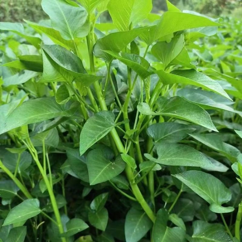脆嫩青梗大叶空心菜种子圆叶空心菜柳叶大棚阳台盆栽四季蔬菜