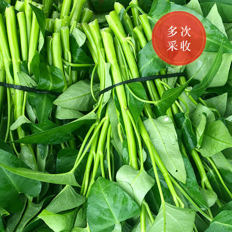 脆嫩青梗大叶空心菜种子圆叶空心菜柳叶大棚阳台盆栽四季蔬菜