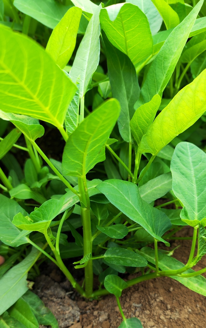 脆嫩青梗大叶空心菜种子圆叶空心菜柳叶大棚阳台盆栽四季蔬菜