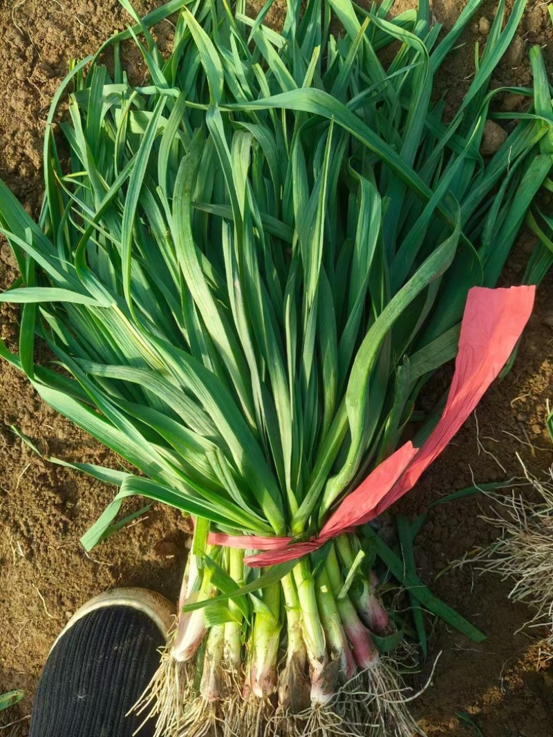 精品红根蒜苗颜色好看个头均匀大棚种植质量保证代发全国
