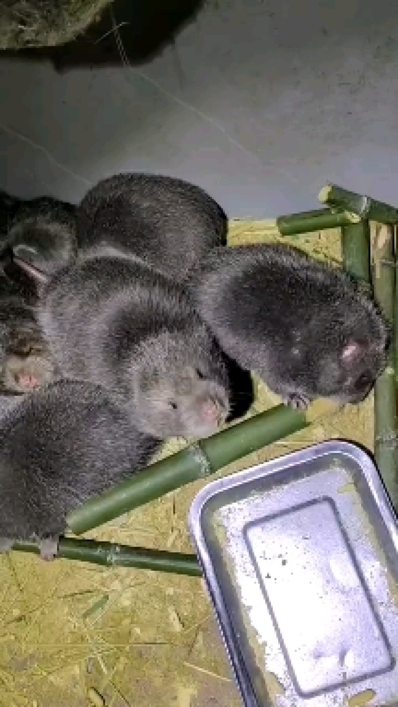 鼠苗