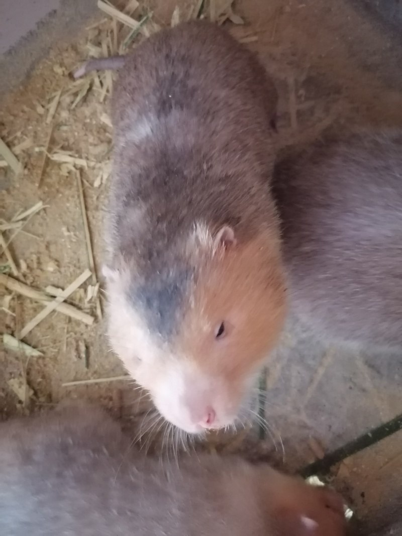 鼠苗
