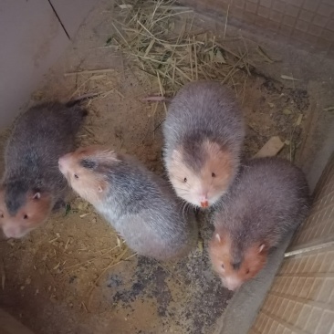 鼠苗