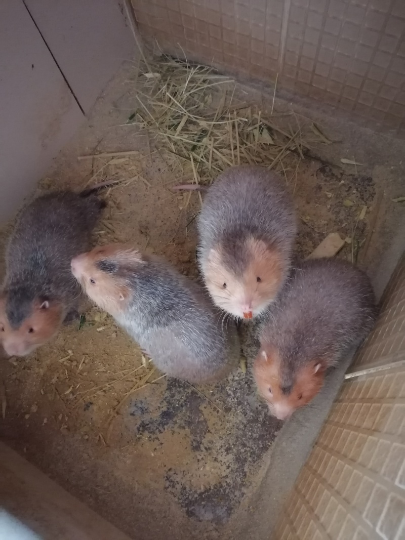 鼠苗