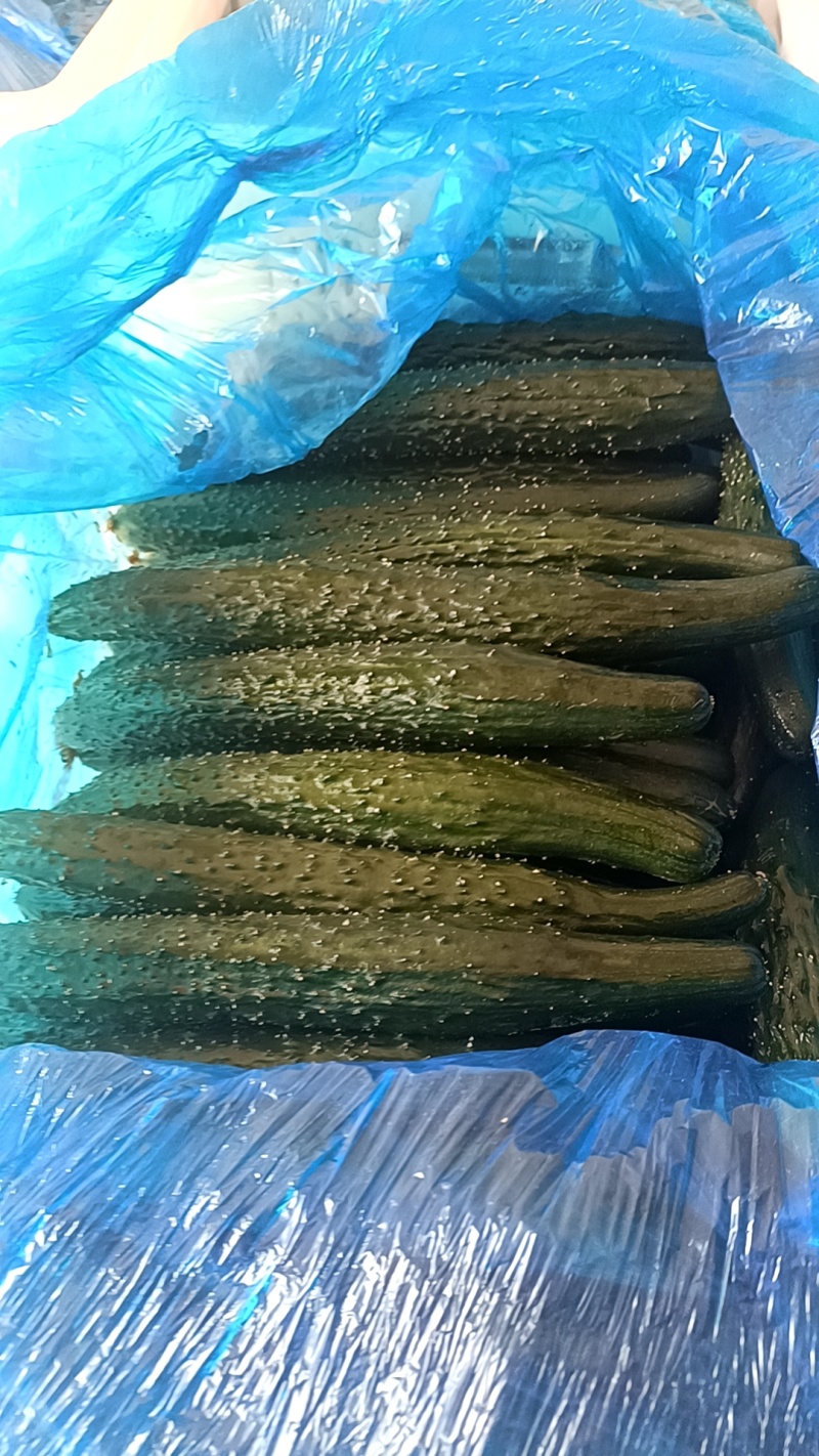 【密刺黄瓜】精品的精品支持视频看货，可发往全国市场！
