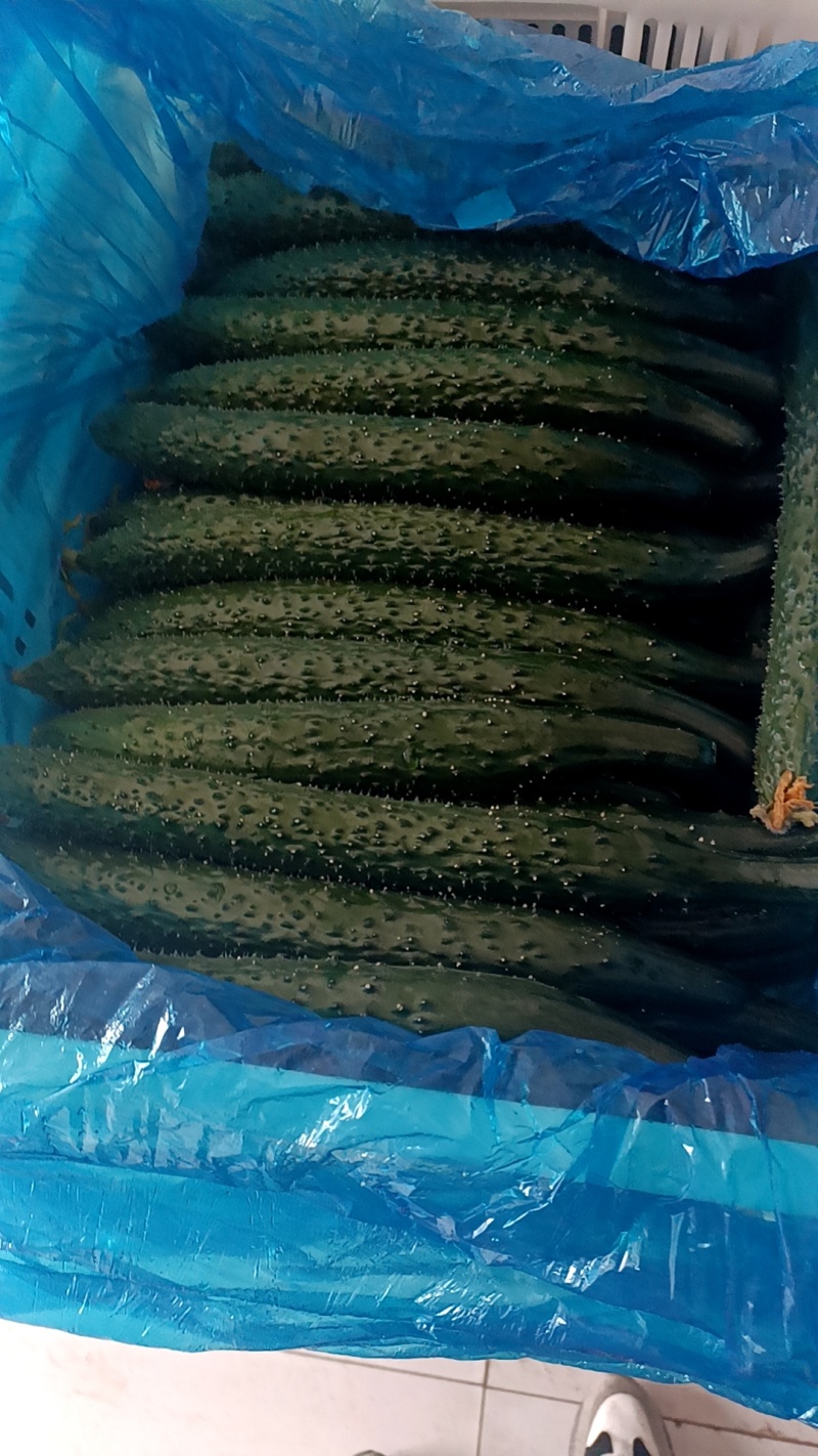 【密刺黄瓜】精品的精品支持视频看货，可发往全国市场！
