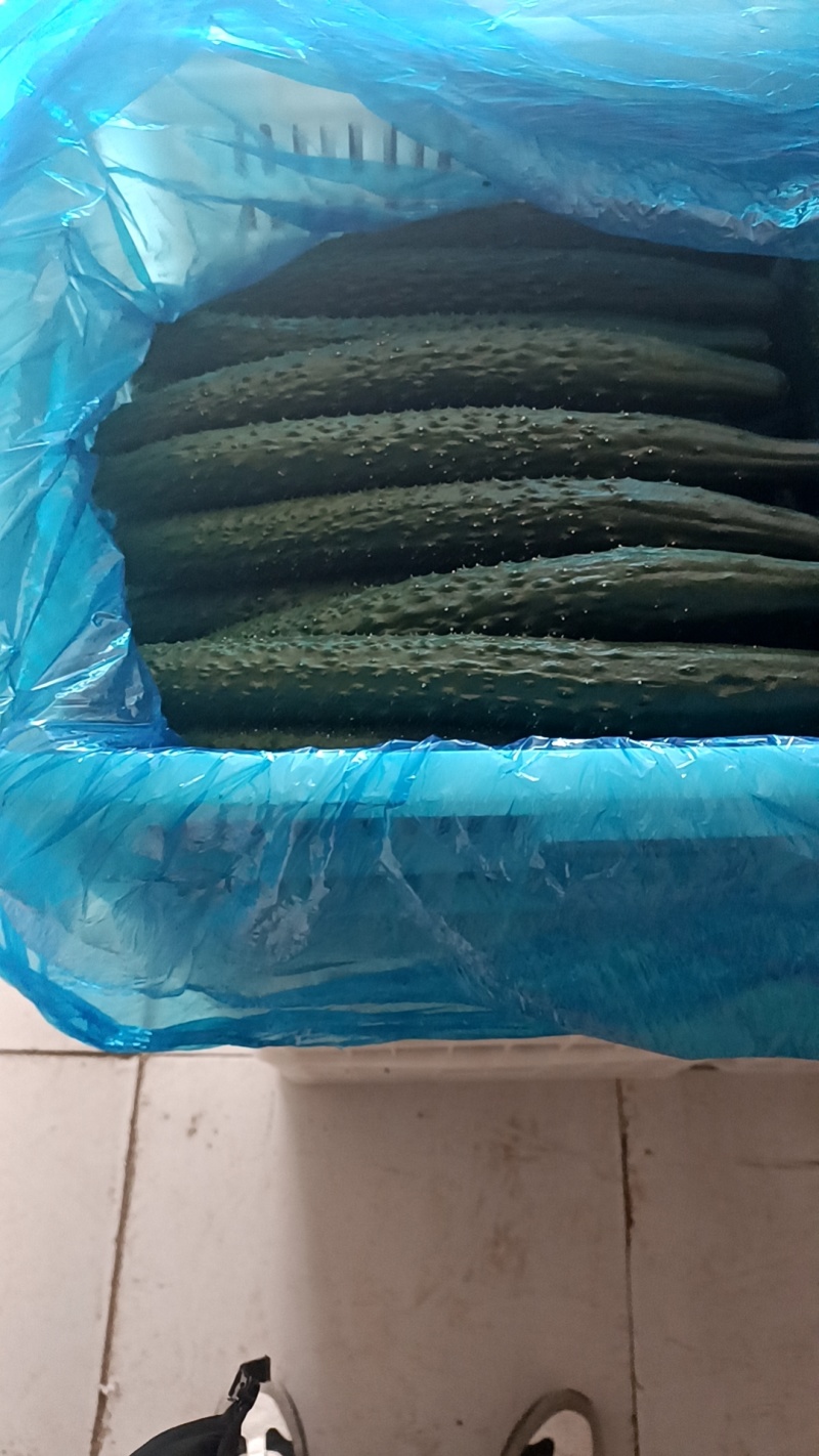 【密刺黄瓜】精品的精品支持视频看货，可发往全国市场！