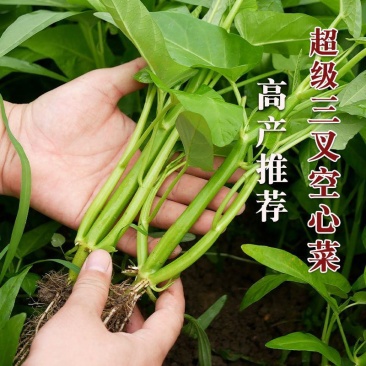 经典三叉空心菜种子春夏秋三季播通心菜种籽高产盆栽蔬菜