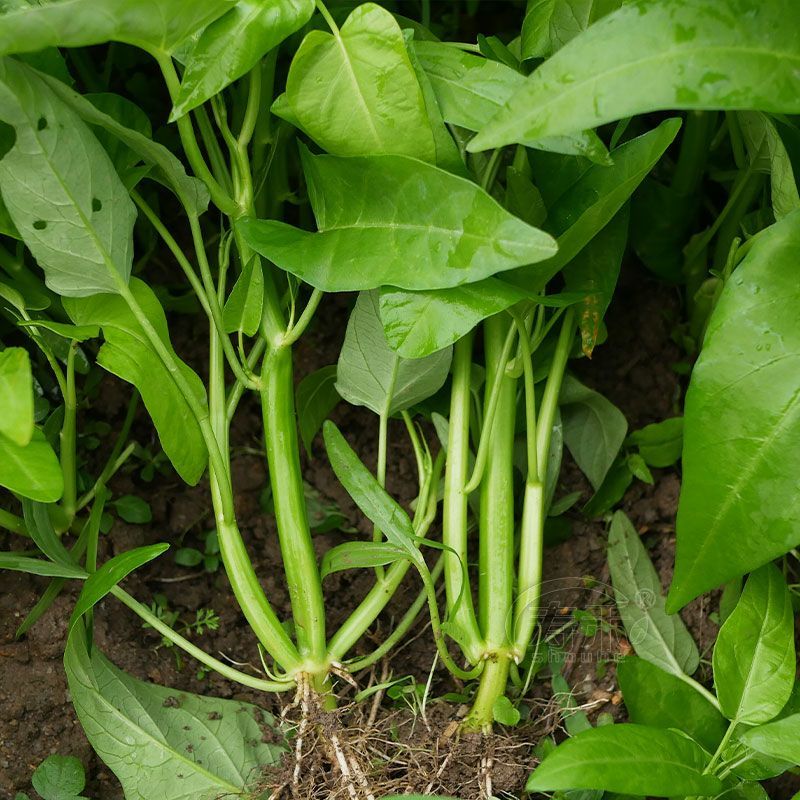 经典三叉空心菜种子春夏秋三季播通心菜种籽高产盆栽蔬菜