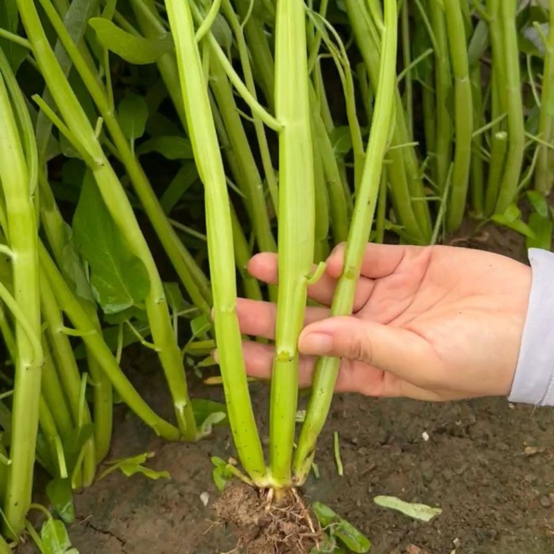 经典三叉空心菜种子春夏秋三季播通心菜种籽高产盆栽蔬菜