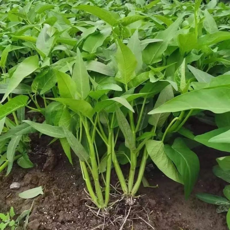 经典三叉空心菜种子春夏秋三季播通心菜种籽高产盆栽蔬菜