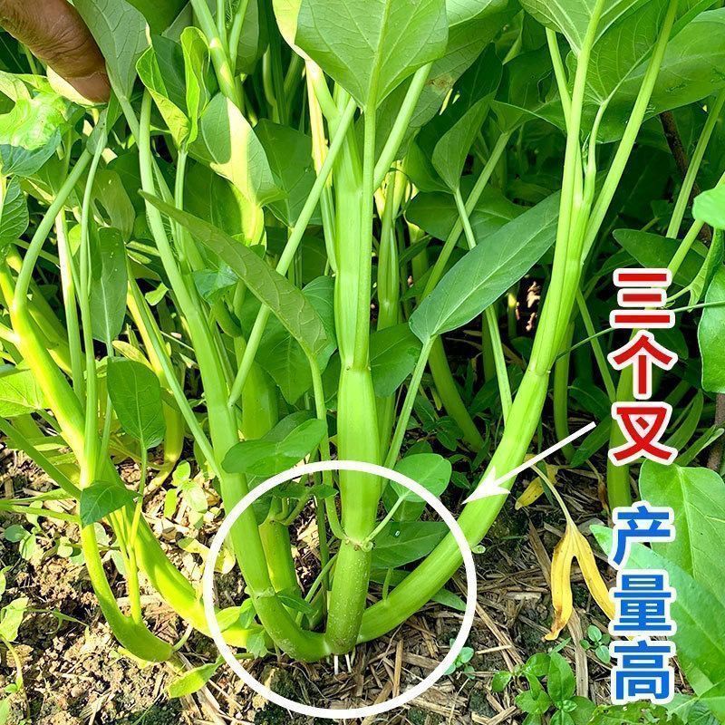 经典三叉空心菜种子春夏秋三季播通心菜种籽高产盆栽蔬菜