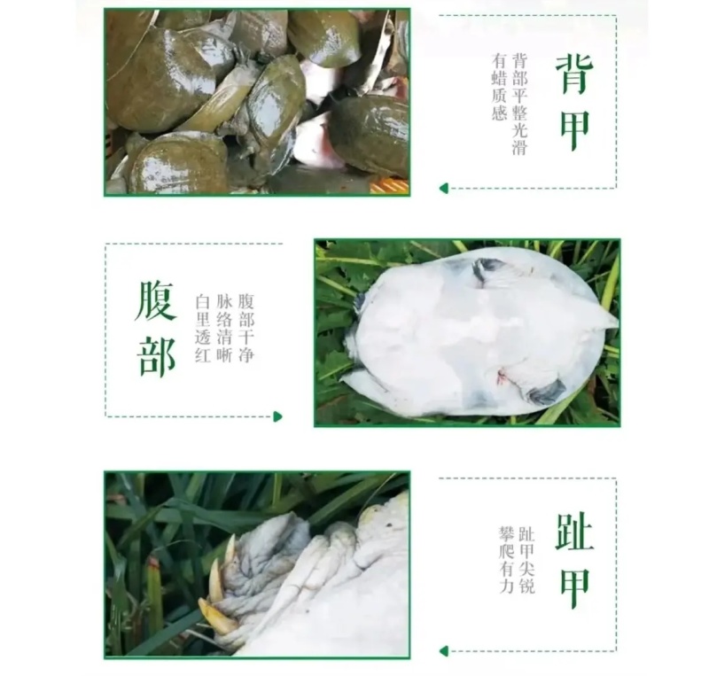 甲鱼生态公甲鱼甲鱼养殖基地对接饭店酒店档口市场批发零售