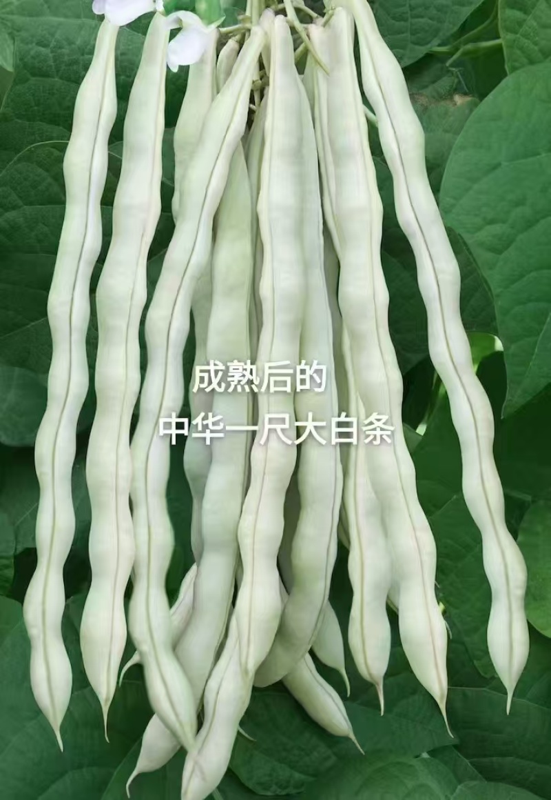 中华一尺白条架豆种子九粒白架豆种子白绿色高产四季豆种子