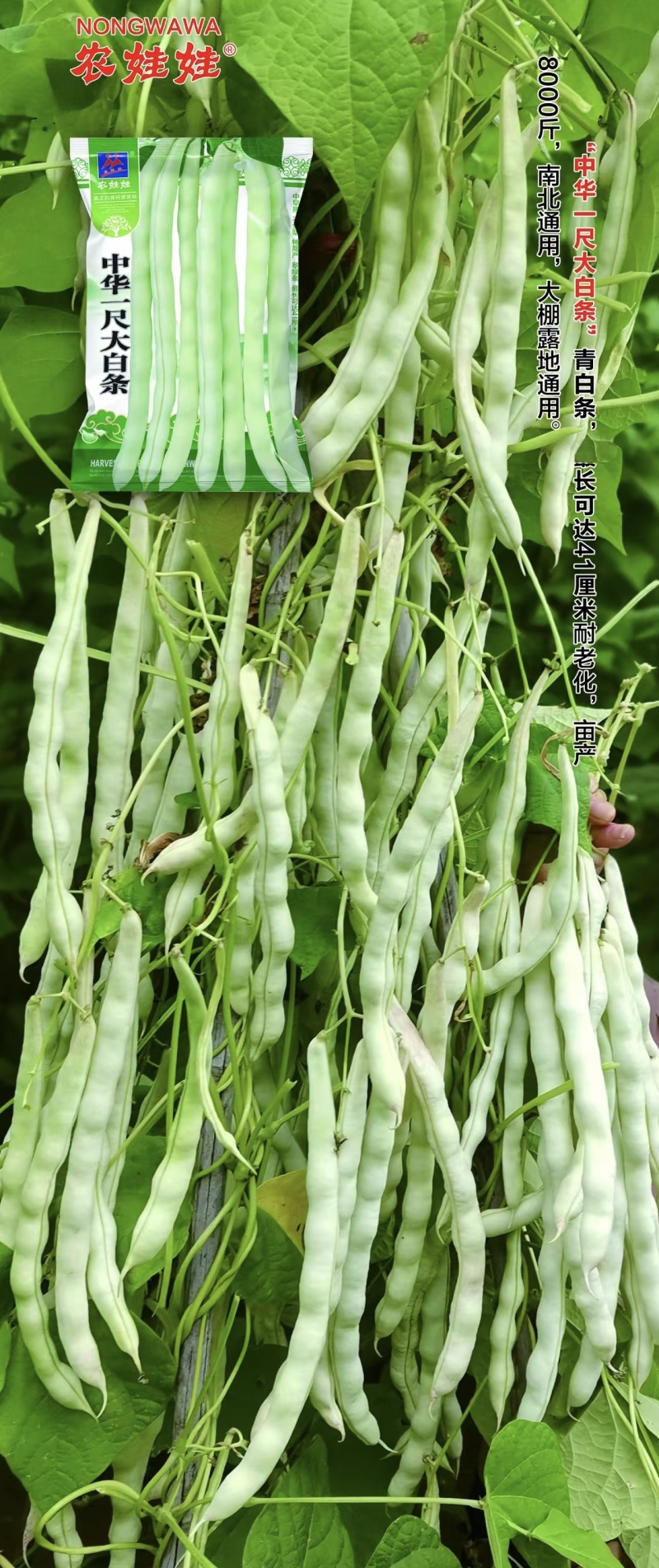 中华一尺白条架豆种子九粒白架豆种子白绿色高产四季豆种子