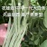 中华一尺白条架豆种子九粒白架豆种子白绿色高产四季豆种子