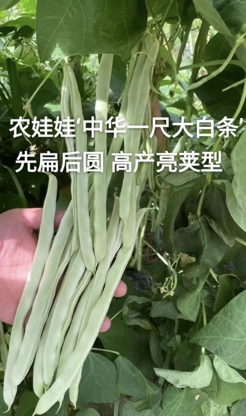 中华一尺白条架豆种子九粒白架豆种子白绿色高产四季豆种子
