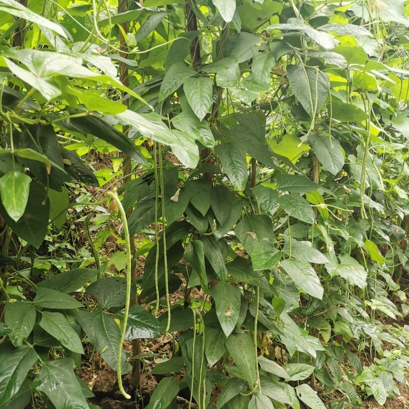 绿美豇山豇豆种子深绿条长豆角种籽实芯超长春秋季两用播