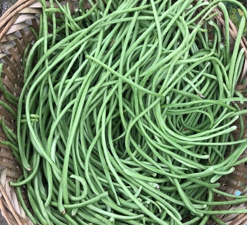 绿美豇山豇豆种子深绿条长豆角种籽实芯超长春秋季两用播