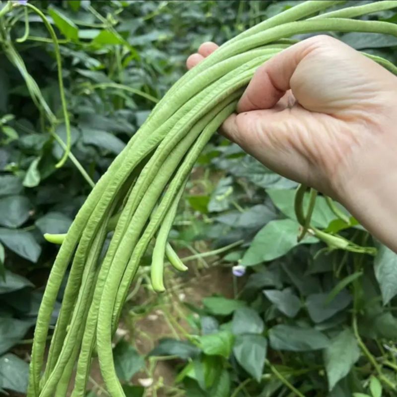 翠绿长丰豇豆种子早中熟条荚顺直肉质厚荚翠绿油亮耐老化抗病