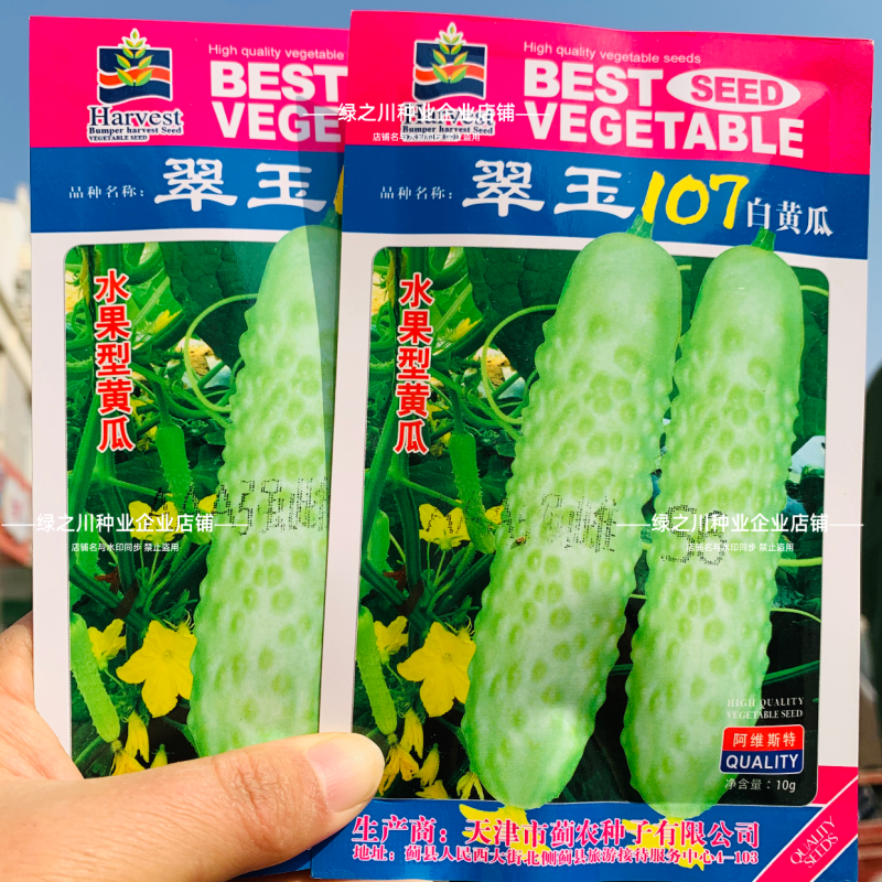 翠玉107水果白黄瓜种子强雌奶油绿白皮黄瓜种子清香脆甜
